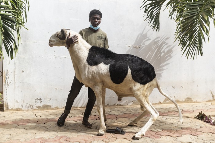Simán elkérik egy drágább autó árát ezért a birkáért