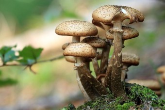 Még mindig akadnak radioaktív gombák Németországban Csernobil miatt