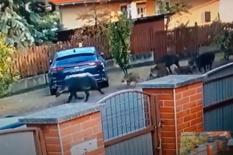 Egész vaddisznókonda száguldott végig Debrecen utcáin