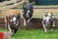 Tízezrek rohannak a debreceni BMW után 7