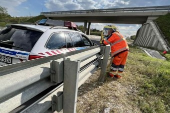 Na ilyet se látni minden nap: kecskék próbáltak feljutni az M2-es autóútra