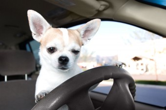 Átadta a volánt a kutyának, letartóztatták