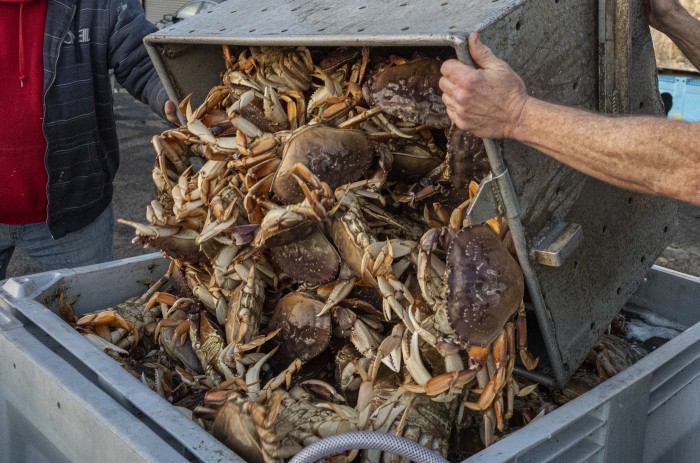 Rákpáncélból készülhetnek a jövő akkumulátorai