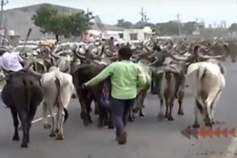 Több ezer tehenet engedtek szabadon egy autópályán