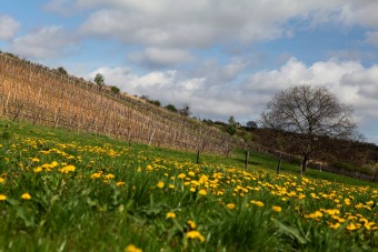 Magyar pincészet Európa legjobb borászata
