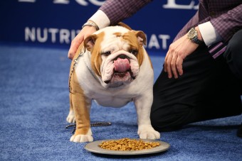 Kizárólag kutyák ehetnek ebben az étteremben