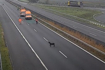 Menekülő kecskét kellett üldözni az M1-esen