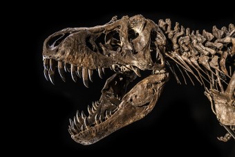 Eladó a legismertebb dinoszaurusz csontváza