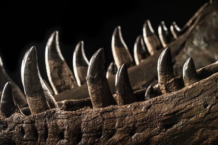 Eladó a legismertebb dinoszaurusz csontváza 2