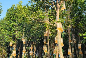 Mérgezik a fákat, hogy a legdrágább faanyag készülhessen belőlük