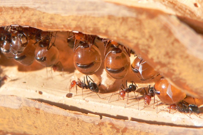Nem csak a méhek termelnek mézet a világon 1