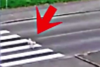 A zebrán sétált át egy kutya Miskolcon