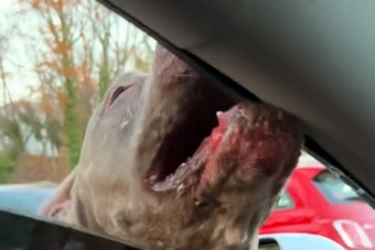 Megkergült pitbull rágott szét egy Teslát
