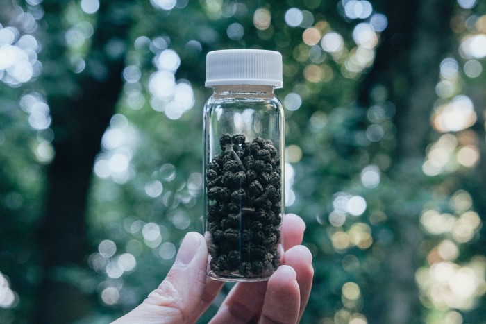 Viszik az emberek a hernyókaki-teát, mint a cukrot 2