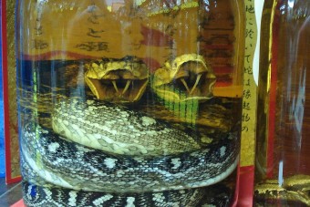 A legszörnyűbb házi pálinka nyomába sem ér az egész kígyóval felütött rizsbornak