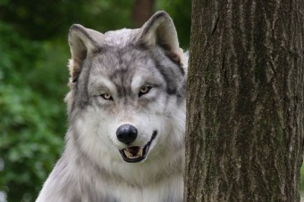 Milliókat költött arra, hogy élethű farkasként éljen