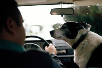 Kitilthatják az állatokat a volán mögül