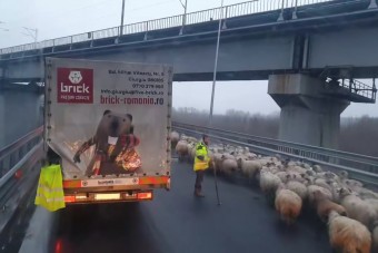 Az autópálya külső sávjában terelte nyáját a juhász Romániában