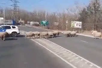 Ismét juhok veszélyeztetik az autósokat Újpesten