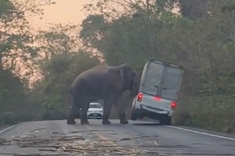 Hidegvérrel borította fel az autóst az elefánt
