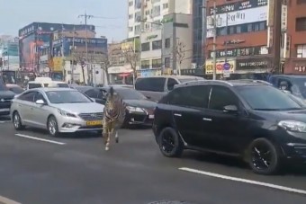 Szökött vadállat bolyongott az autók között