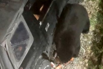 Az autót feltörő, 69 üdítőt megivó medve nem játék