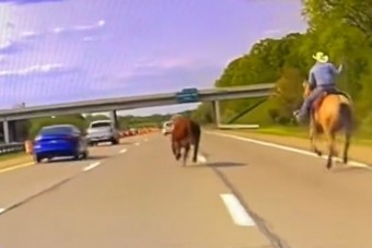 Lasszózva kergetett egy tehenet az autópályán