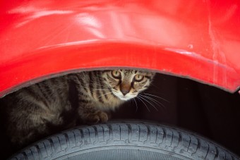 Úgy hirdetik a menhelyi macskákat, mintha autók lennének