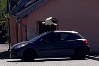 Rettegnek az autósok az őket terrorizáló gólya miatt