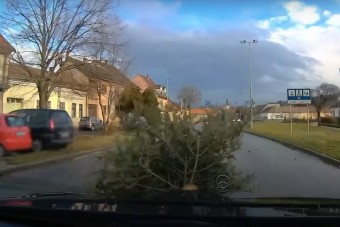 Fenyőfa talált el egy autót Esztergomban, aztán jött a fordulat