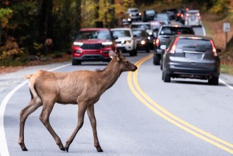 Szarvast gyömöszöltek az autójukba a turisták, bevitték a rendőrségre