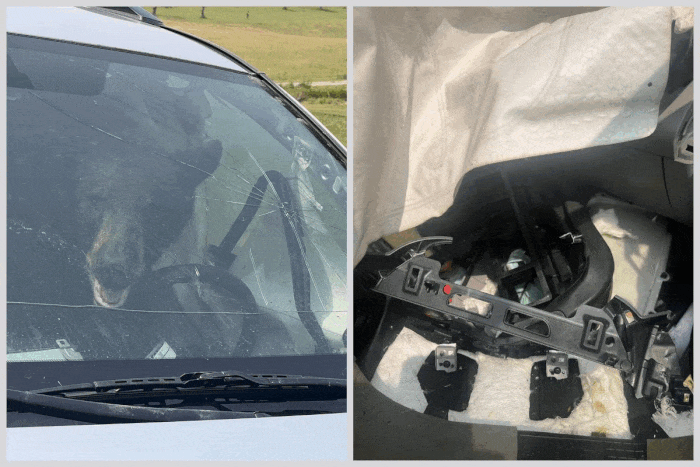 Darabjaira szedett egy autót egy torkos medve 1