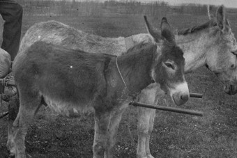 1925-ben két szamár húzta a benzinkutat Magyarországon