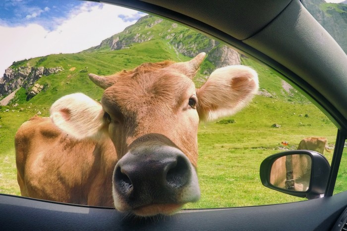 Tehenek nyaltak össze egy Mercedest, négymilliós a kár