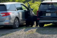 Éhes medvék szállták meg a parkoló autókat 1