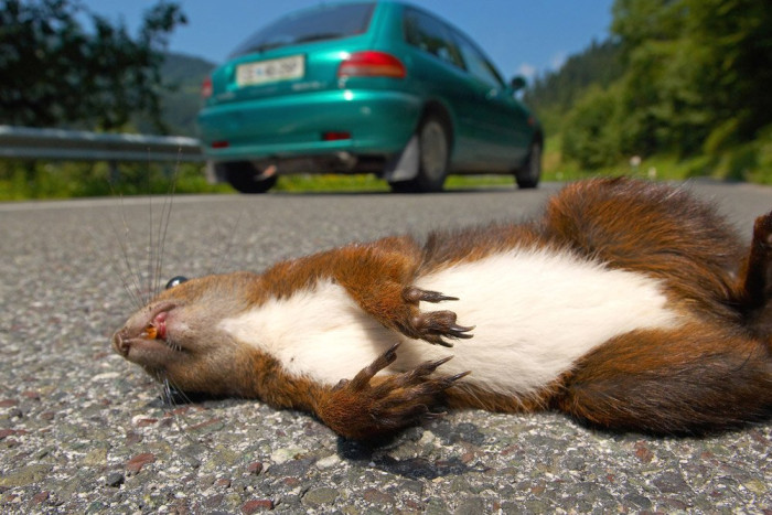 Harminc éve hódít a kétes eredményességű vadűző síp