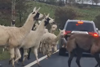 Lámák tévedtek fel a forgalmas főútra, teljes volt a káosz
