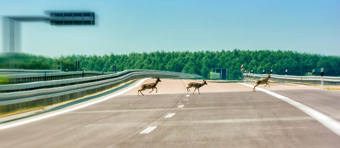 Kiderítettük, ki fizet, ha elütsz egy vadat