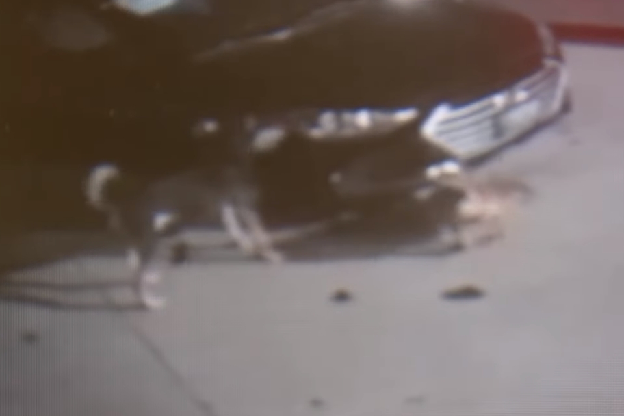 Dogs tore up cars at a dealership, causing $100 million in damage
