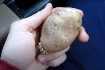 Így gyilkold le a párát villámgyorsan