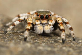 Méretes madárpók okozott balesetet, de nem úgy, ahogy gondolod