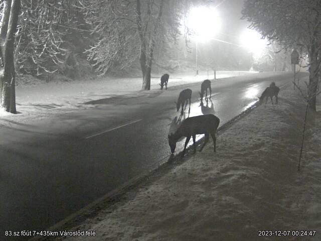 Elleptek egy magyar főutat hajnalban az őzek, jó okkal voltak ott 1