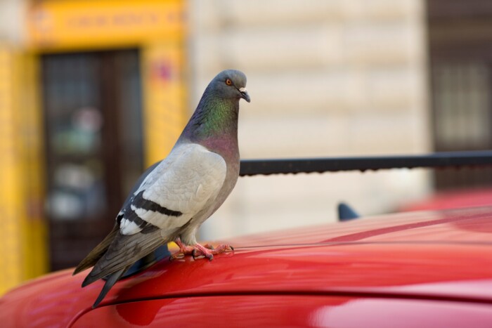 Elgázolt egy galambot, börtönbe kerülhet a sofőr
