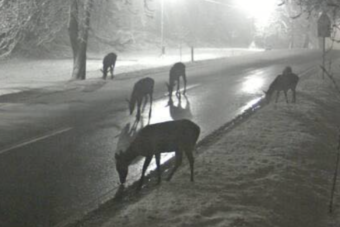 Elleptek egy magyar főutat hajnalban az őzek, jó okkal voltak ott