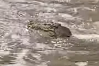 Krokodilok lepték el az elárasztott utcákat