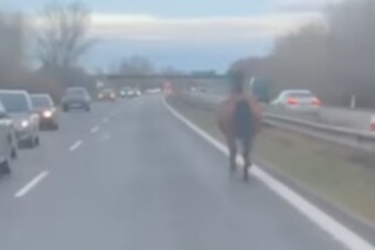 Most egy ló nézte el a rajzot az autópályán