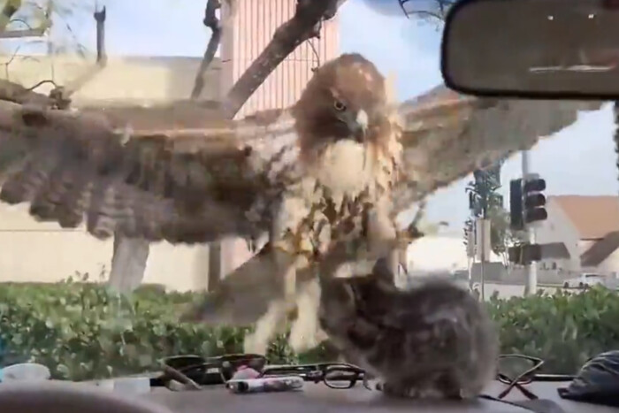 Műszerfal tetején pihenő cicára csapott le egy ragadozómadár