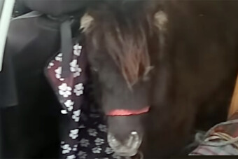 Két pónilovat találtak egy autóban az M3-ason