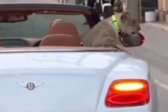 Beültette az oroszlánt a hátsó ülésre, lecsukhatják