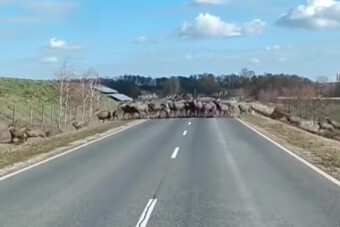 Gyönyörű szarvasrudli rohant át az úton Nagyatádnál